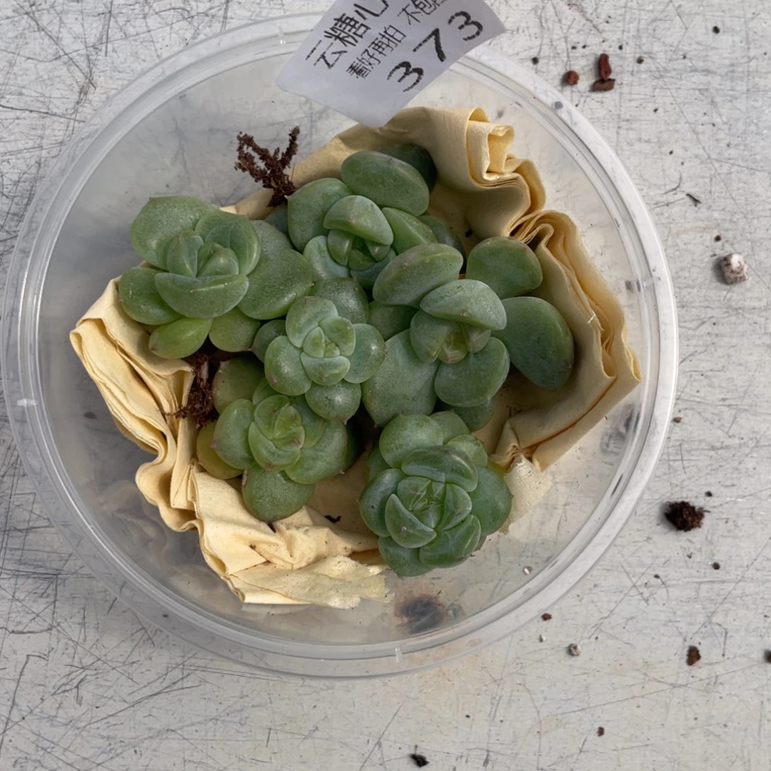 M****x云糖心多肉植物373