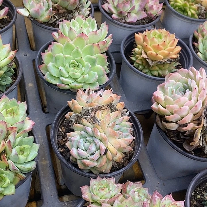 粉麦杆福利多多去拍