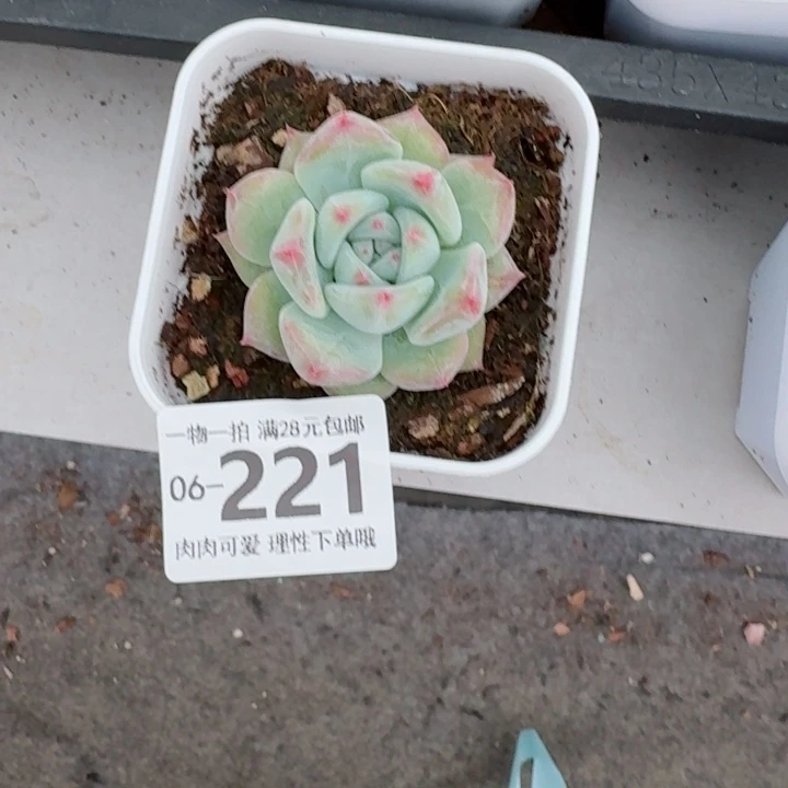 白拉糖无盆土发货多肉多肉
