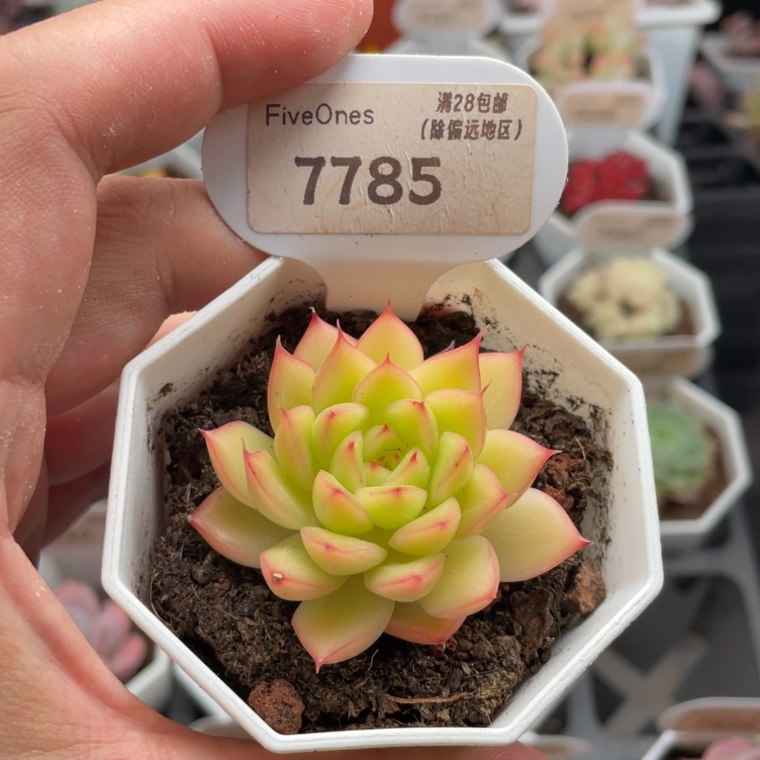 闪光7785-5.0厘米