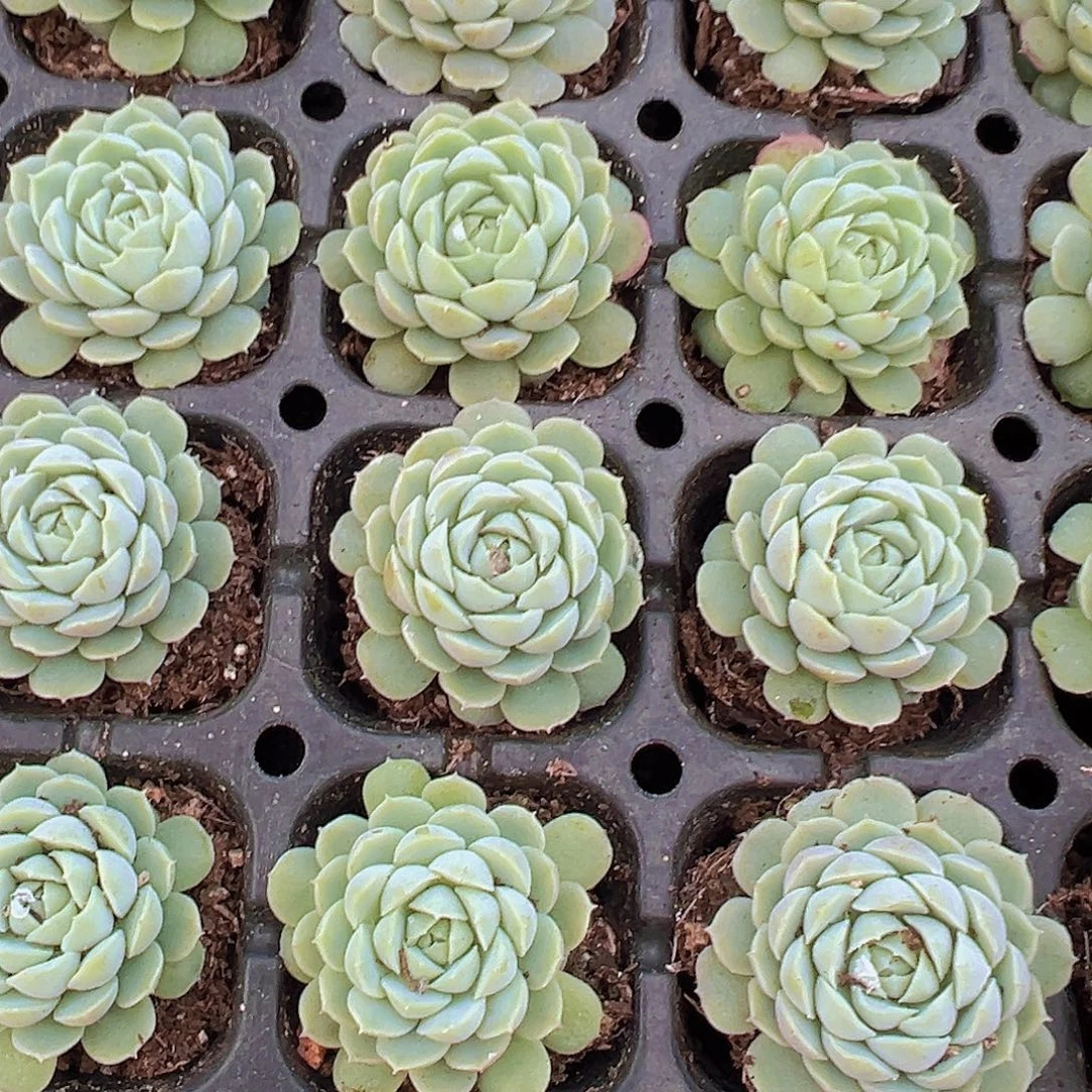 羊脂球苗5颗19包邮