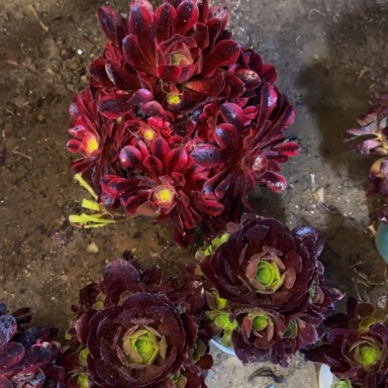 美杜莎15.99加急发明天