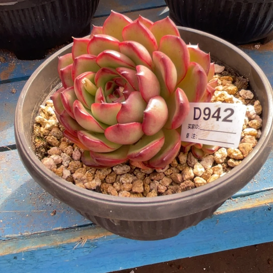 无花朵若如东云单拍D942