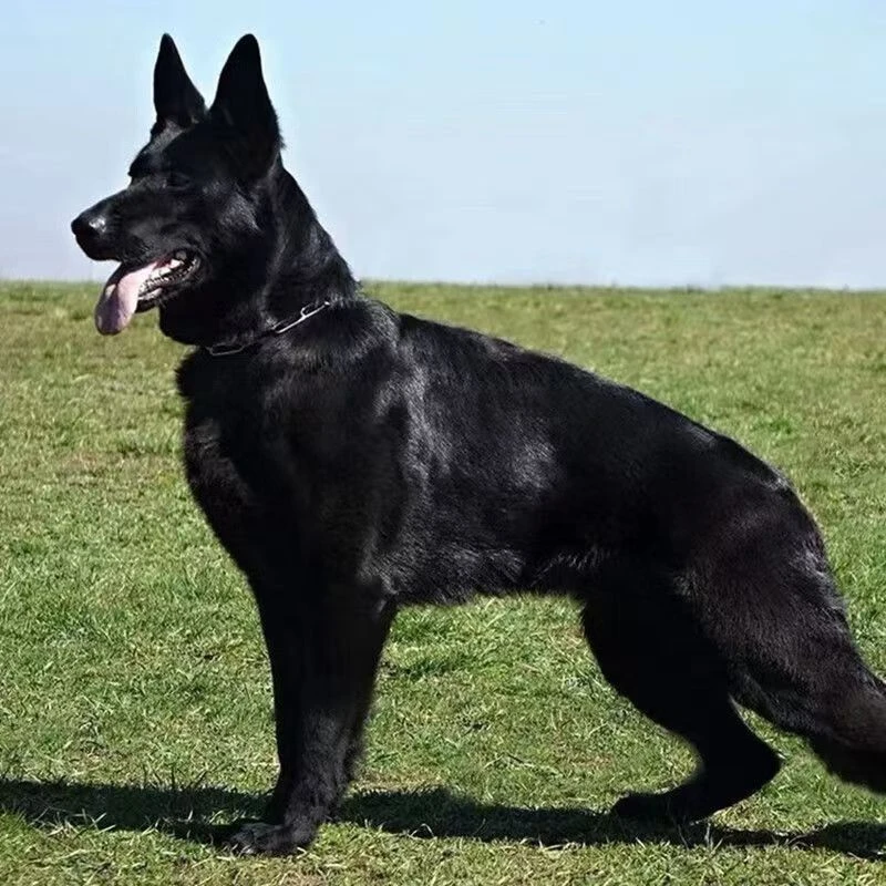 护卫犬东德牧羊犬马犬狗狗小狗幼犬宠物狗工作犬