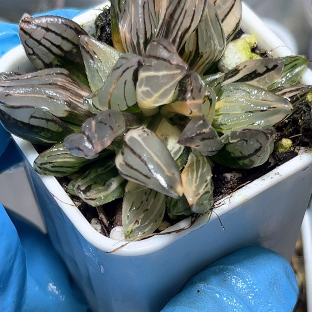 恭喜发财大吉大利3698