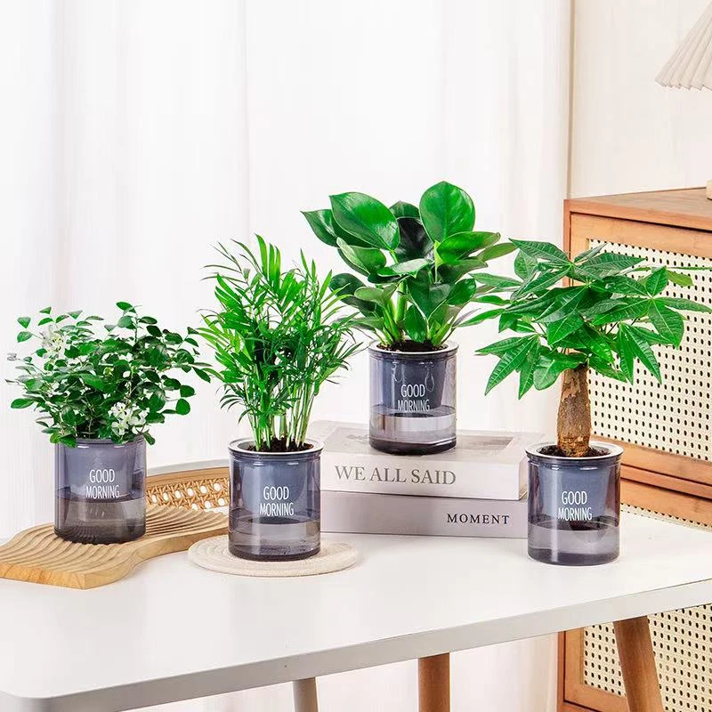 发财树九里香椰子金钻灰色盆室内绿植植物办公室小盆栽观赏