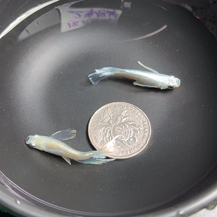 青鳉鱼真长鳍天使之翼2条26号