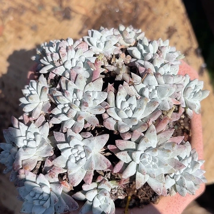 仙女杯多肉植物提取