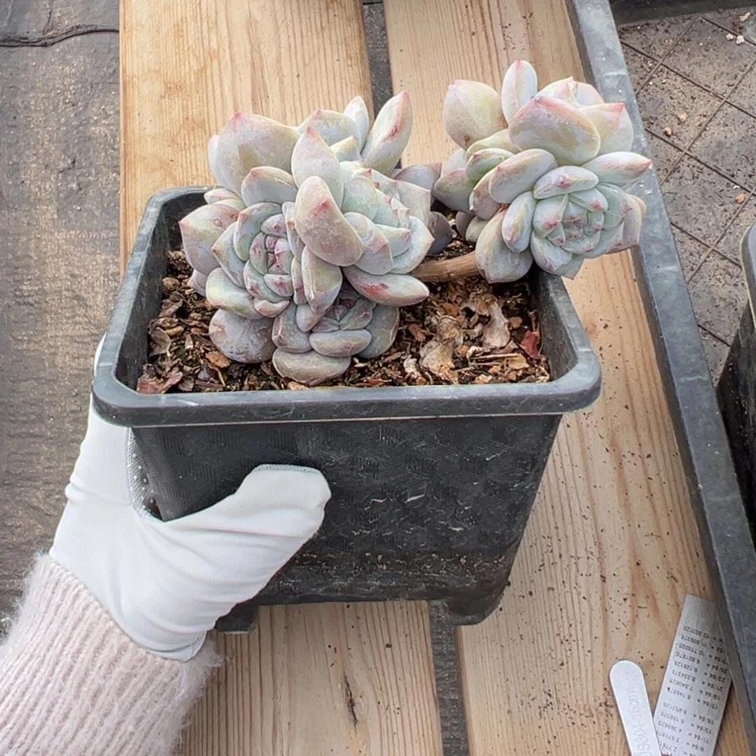 新年快乐 新年快乐