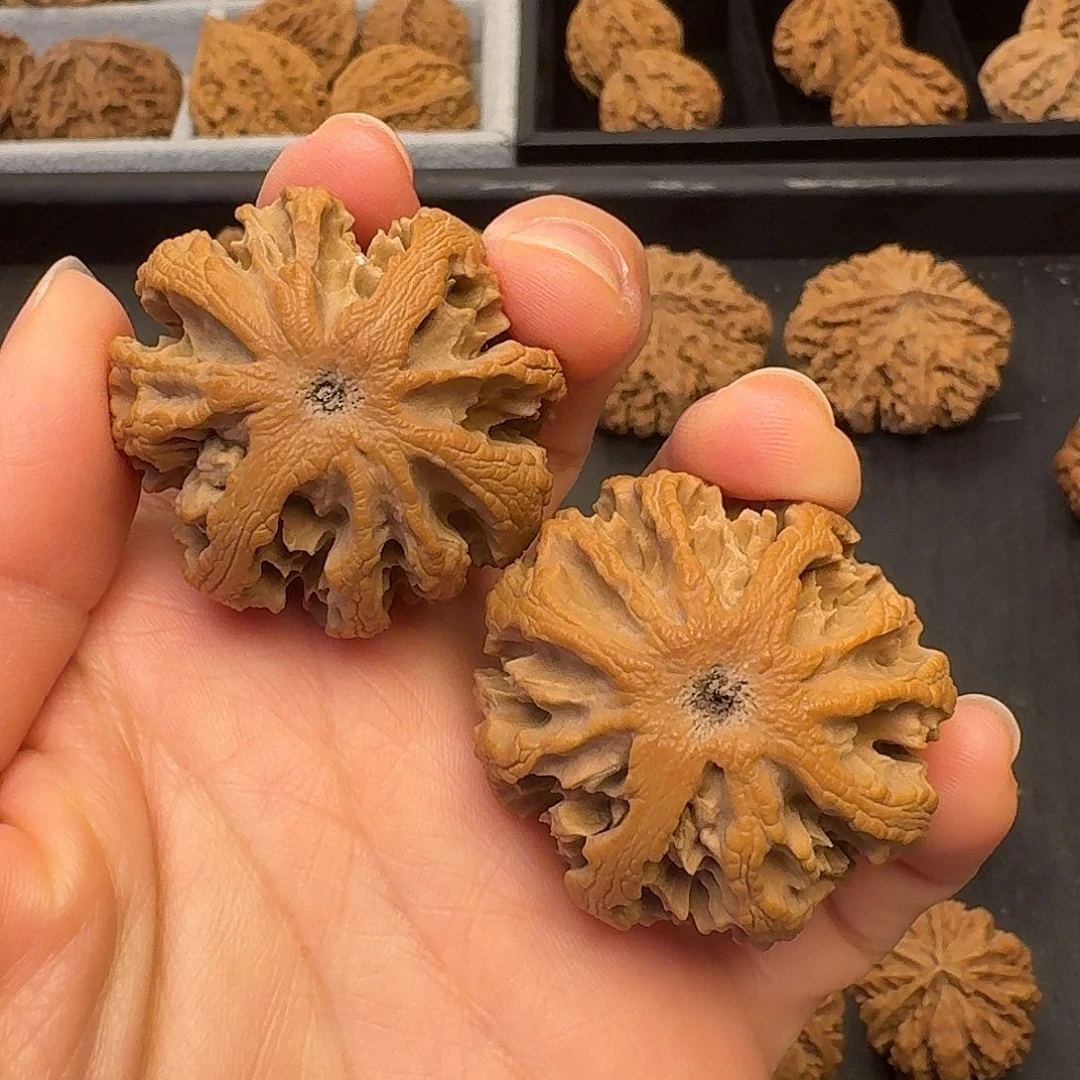 多***甜核桃突突突突我好想看