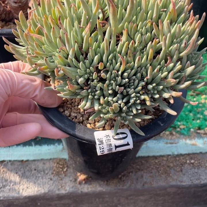 154号绿菊多肉植物