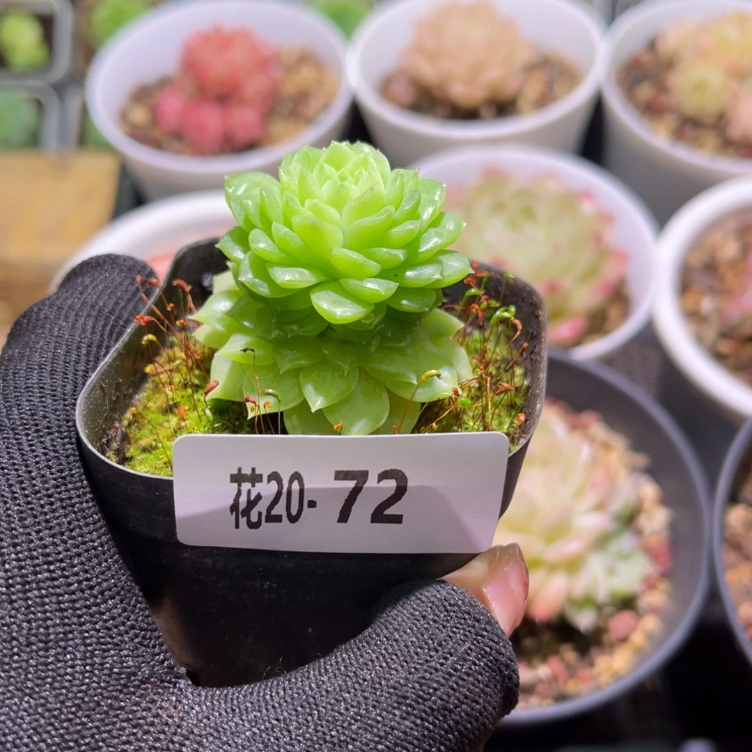 花20-72麦秆单头