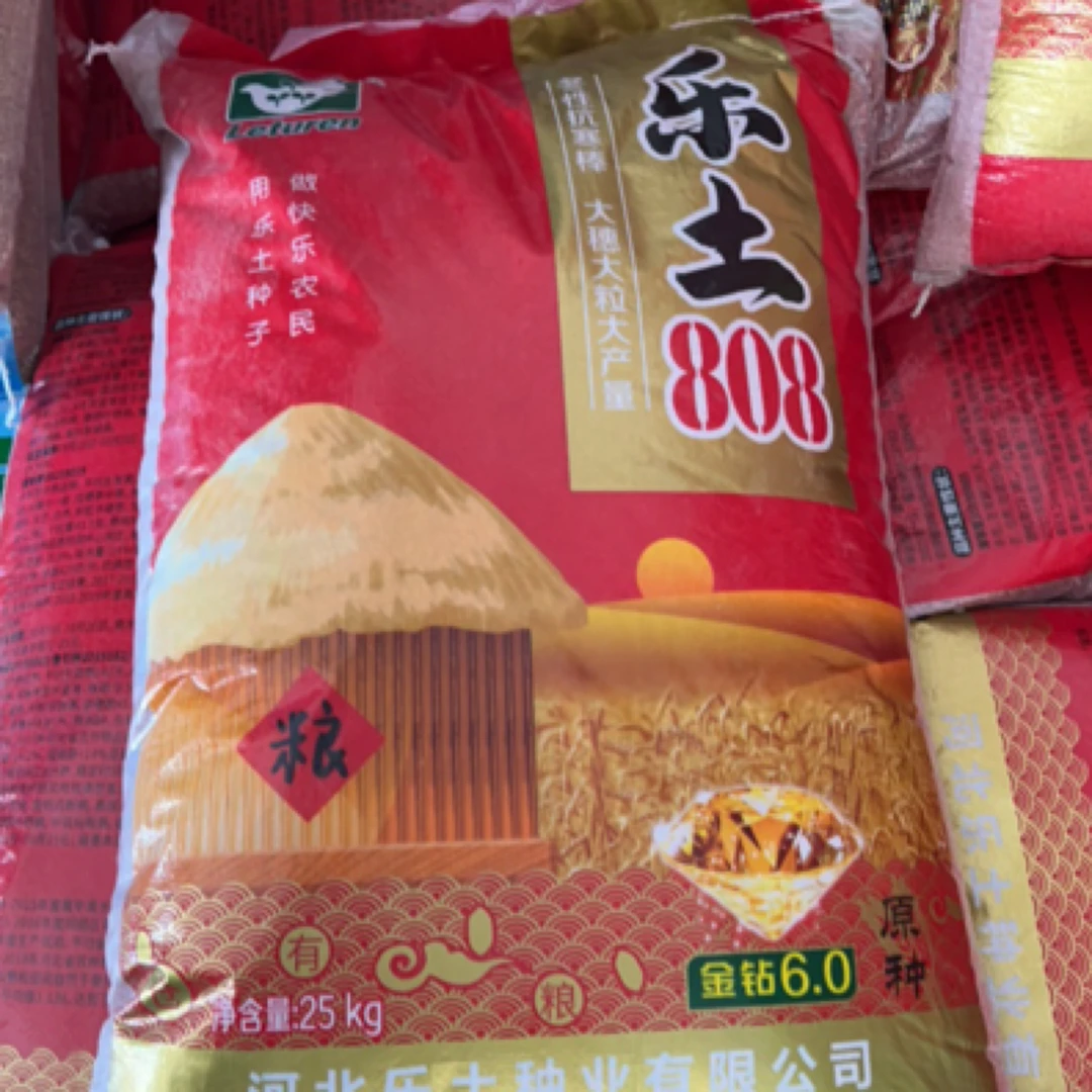 金钻6.0乐土808小麦原种
