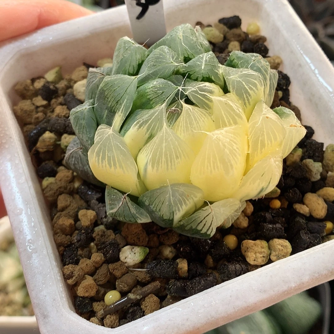 30号实生玉露锦一物一拍