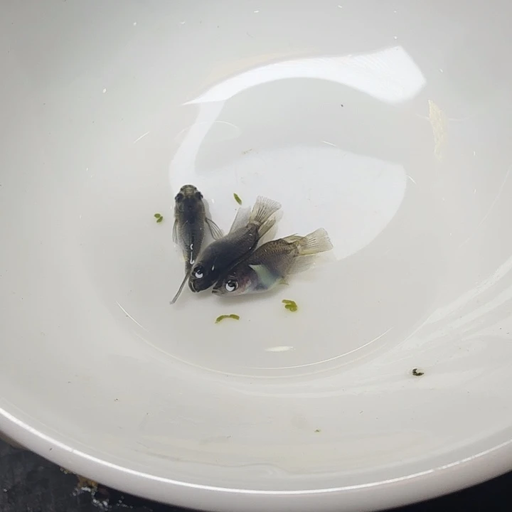 青鳉鱼61号拍品大蛇3条