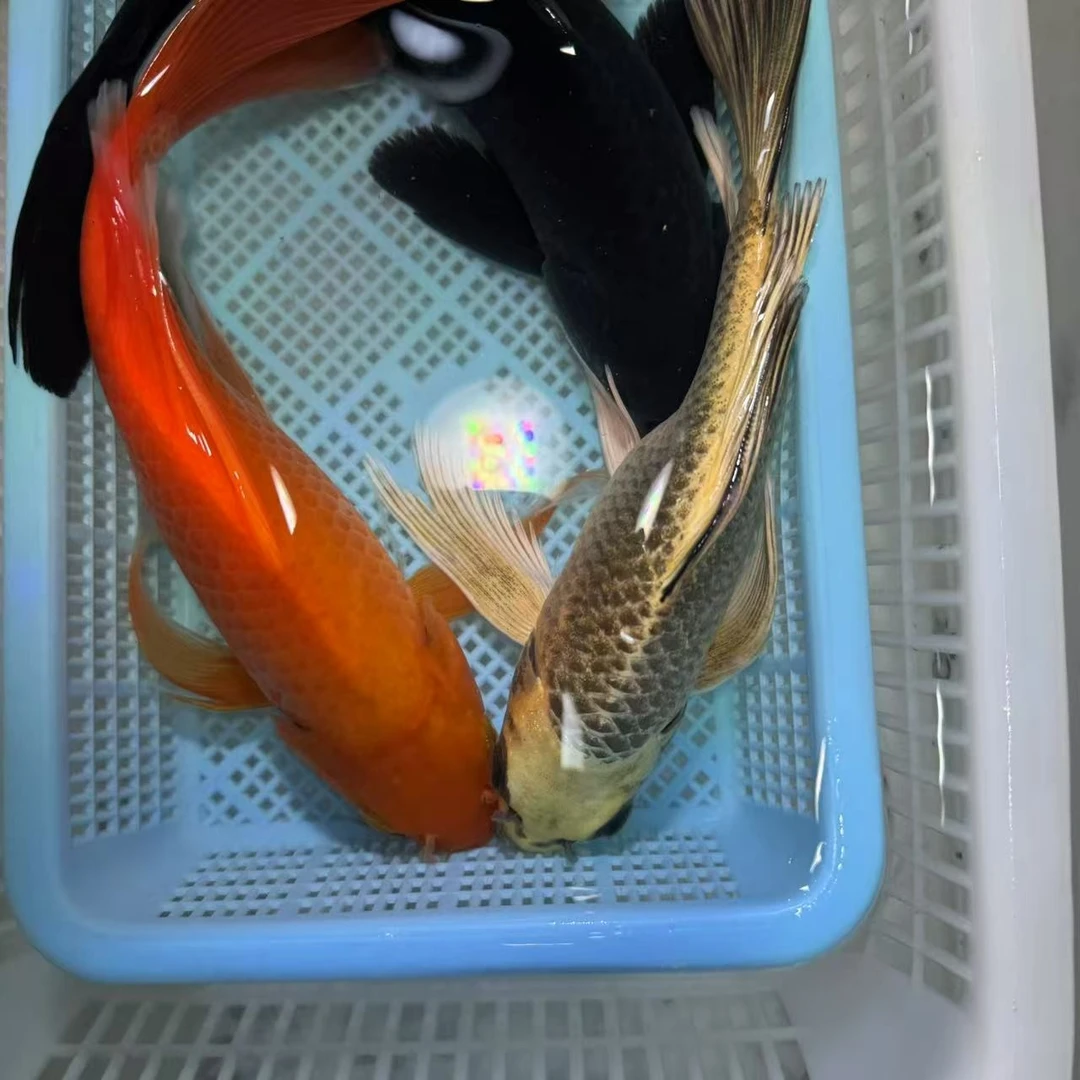 【三条装】15-20厘米熊猫蝴蝶鲤铁包金红蝴蝶冷水鱼观赏鱼包邮