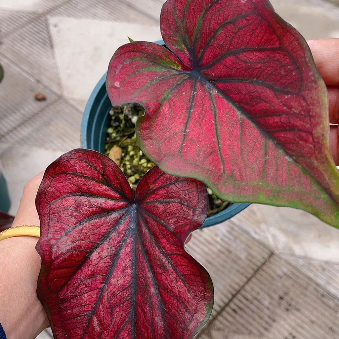 完全开放泰彩一物一拍3187