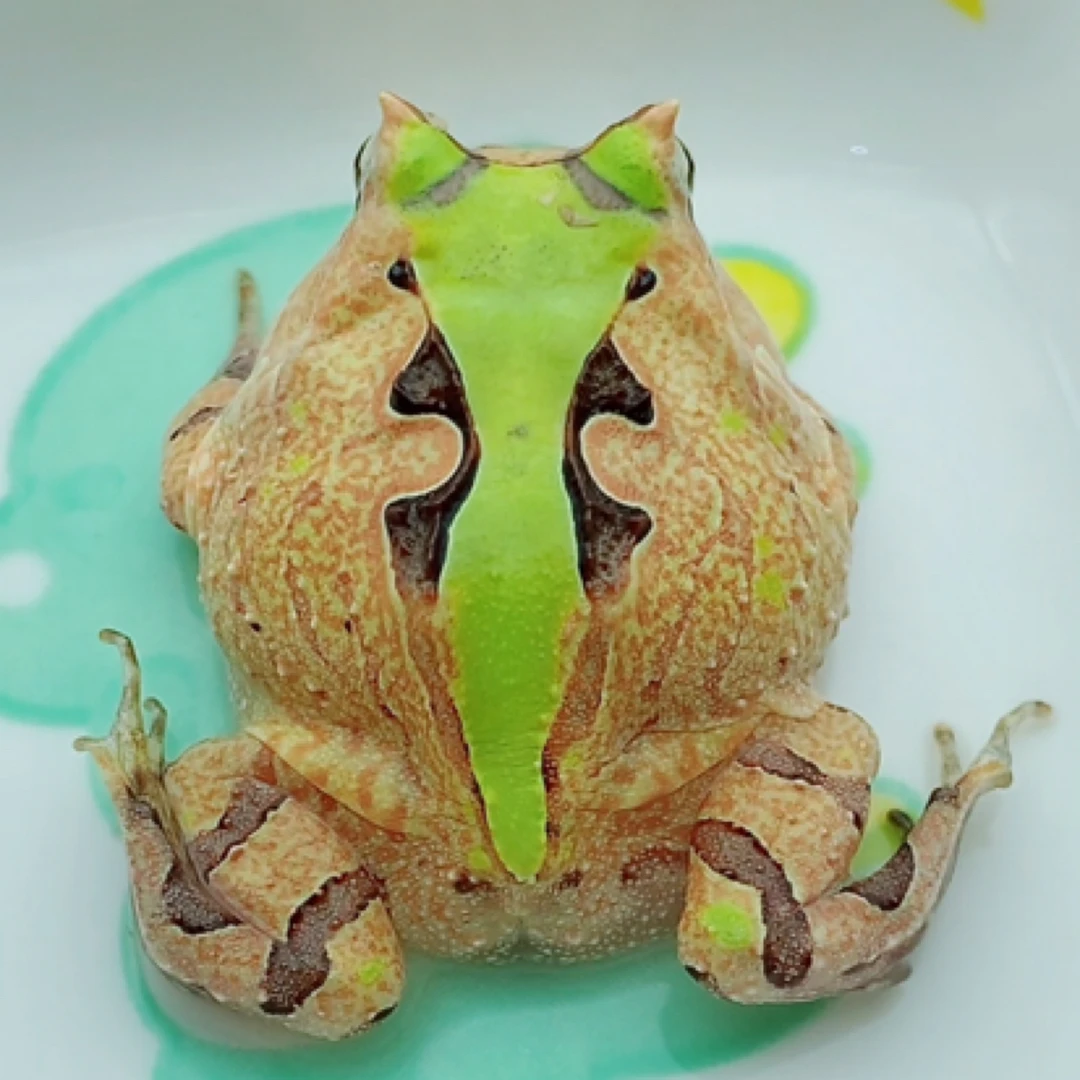 霸王角蛙，台湾霸王，精品台霸