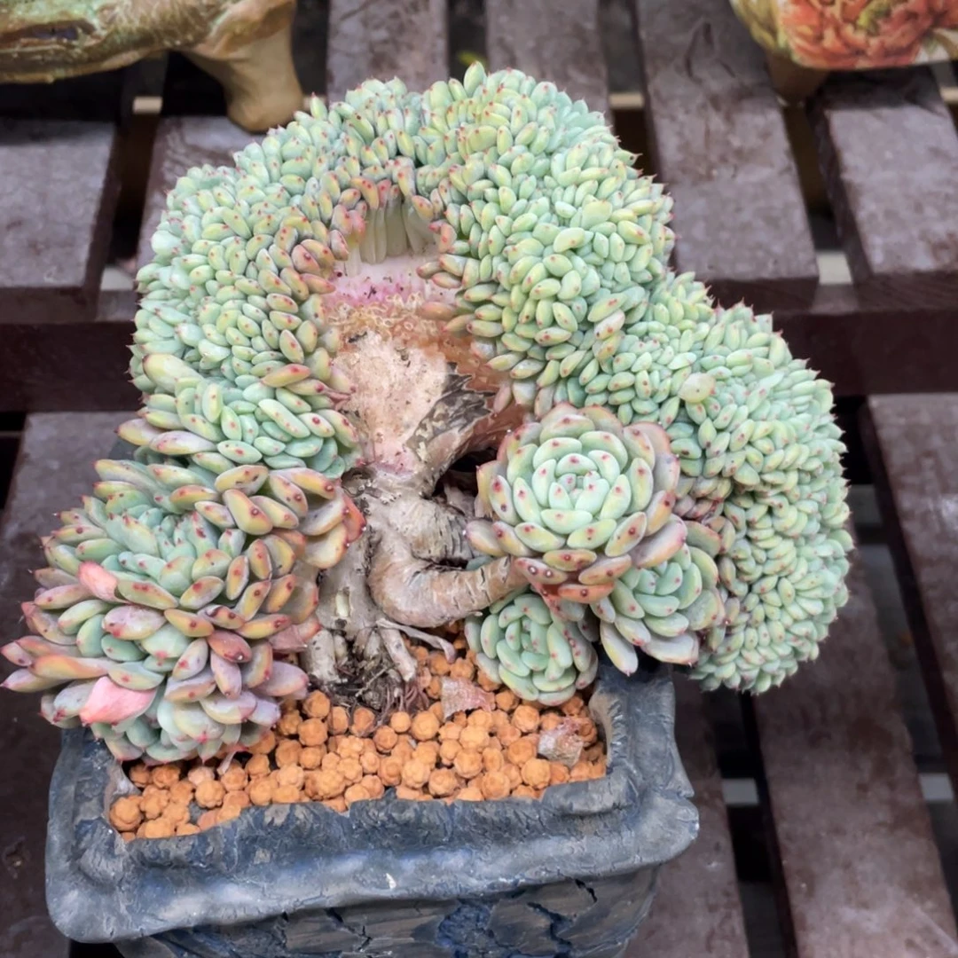 白胖子缀化小树追