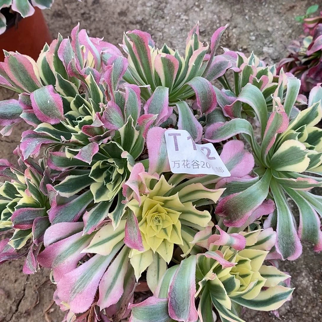 892白凤多肉植物