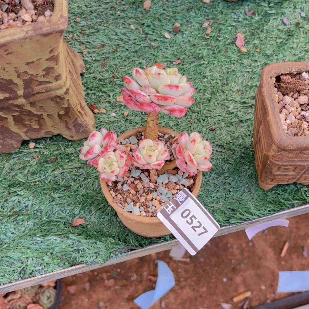 香草多肉植物0527