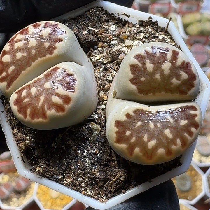 生石花112221。  102