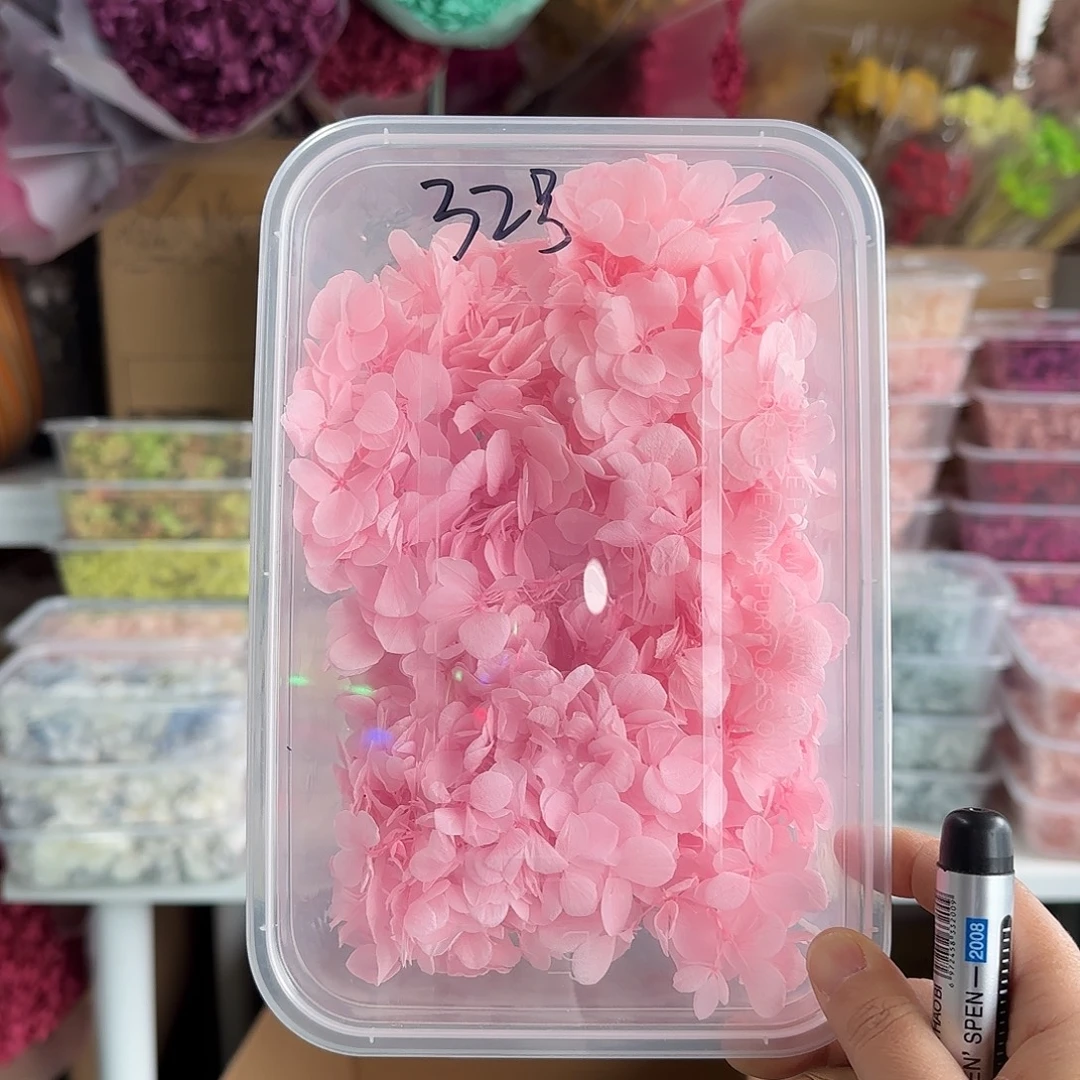 32号亚特兰蒂斯绣球