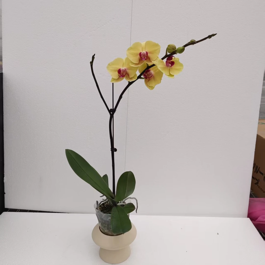 【大黄花】金黄色系蝴蝶兰室内种植 观赏送礼 带花发货