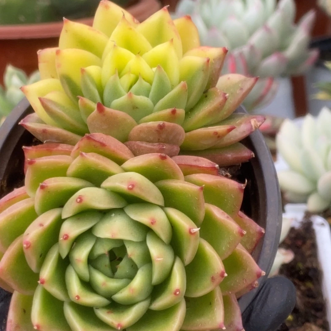 766东云杂锦锦锦锦锦锦