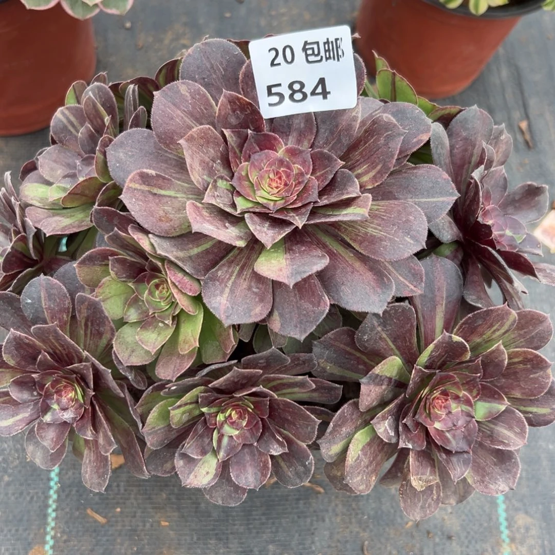 584花月夜，满20包邮嘟叮熊