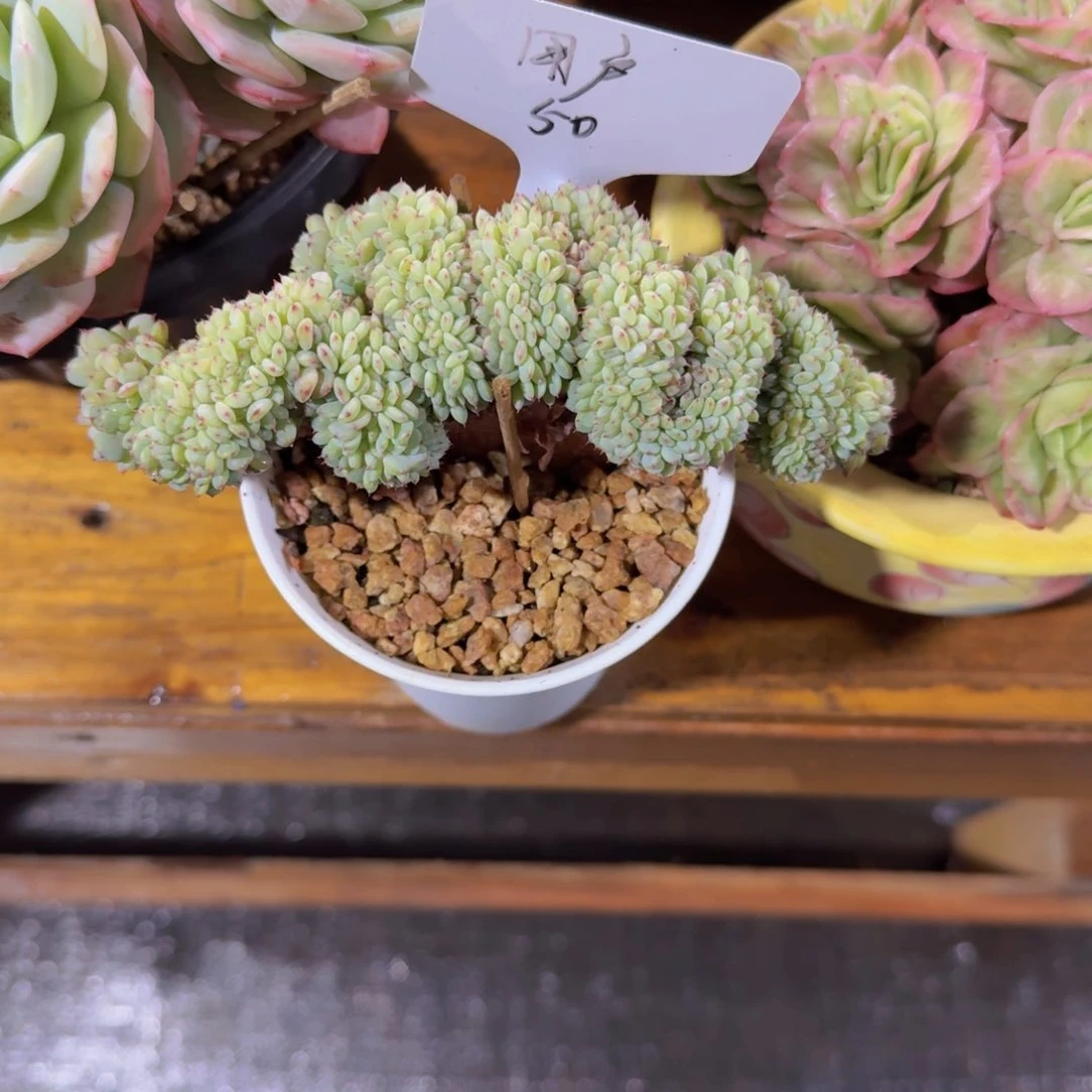 美慕花坊，一物一拍