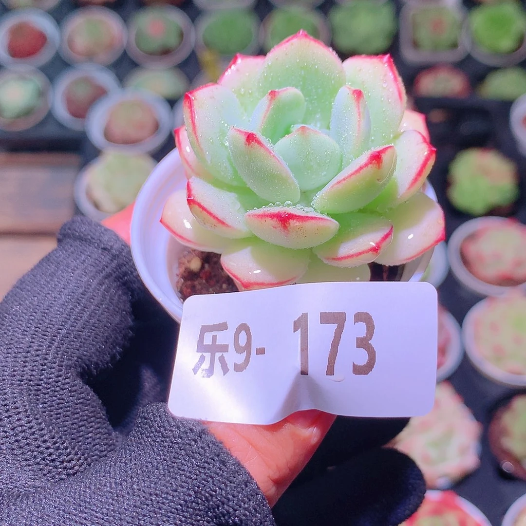乐然9-173 香草单头