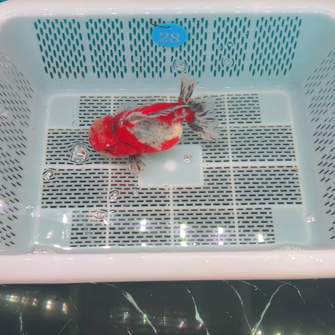 用***2海水鱼包邮时要把一块