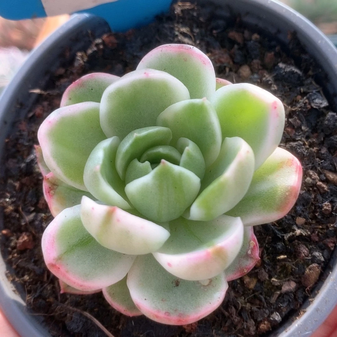 268黄玫瑰锦锦锦锦锦