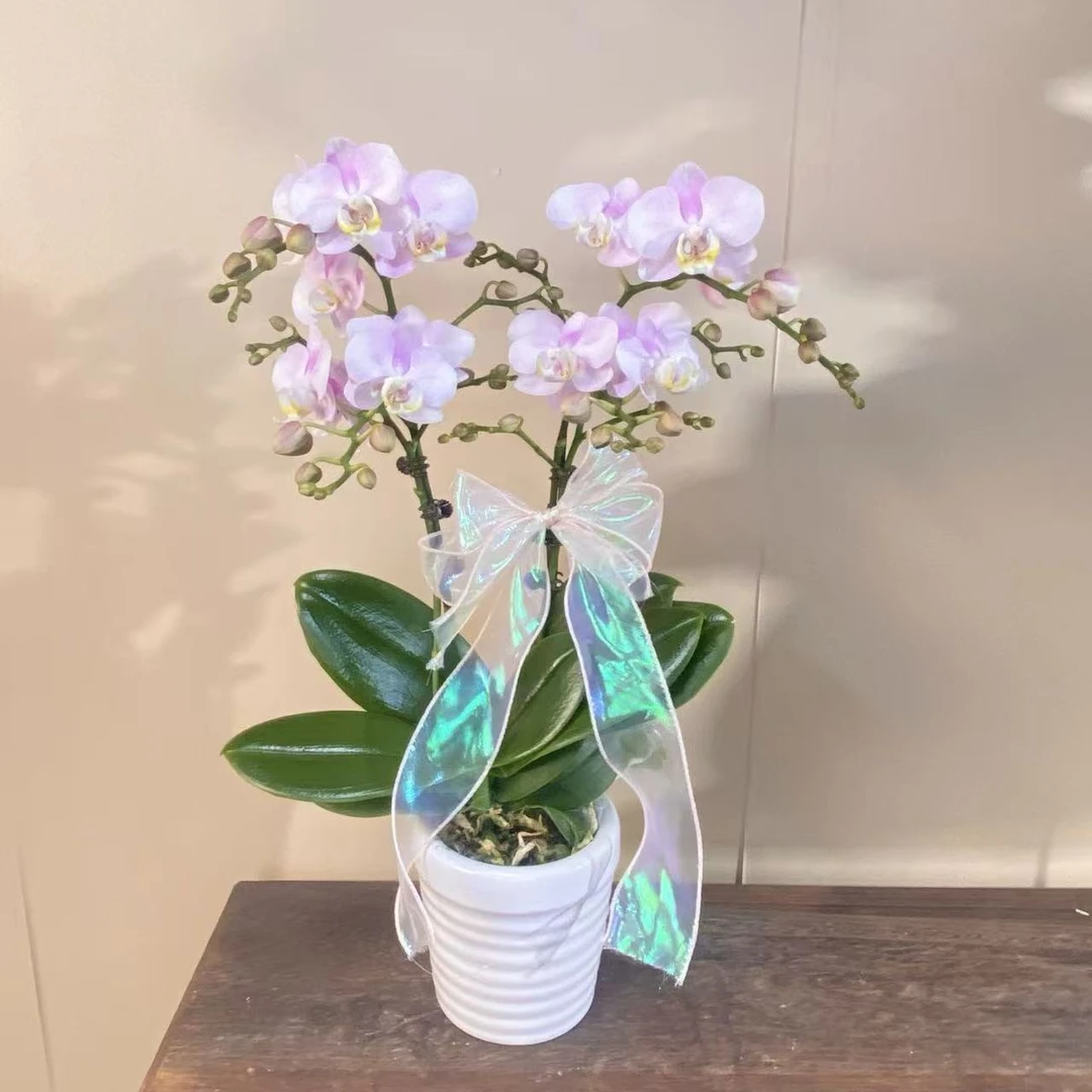 天使 粉白色系花花 观赏花 蝴蝶兰 真花