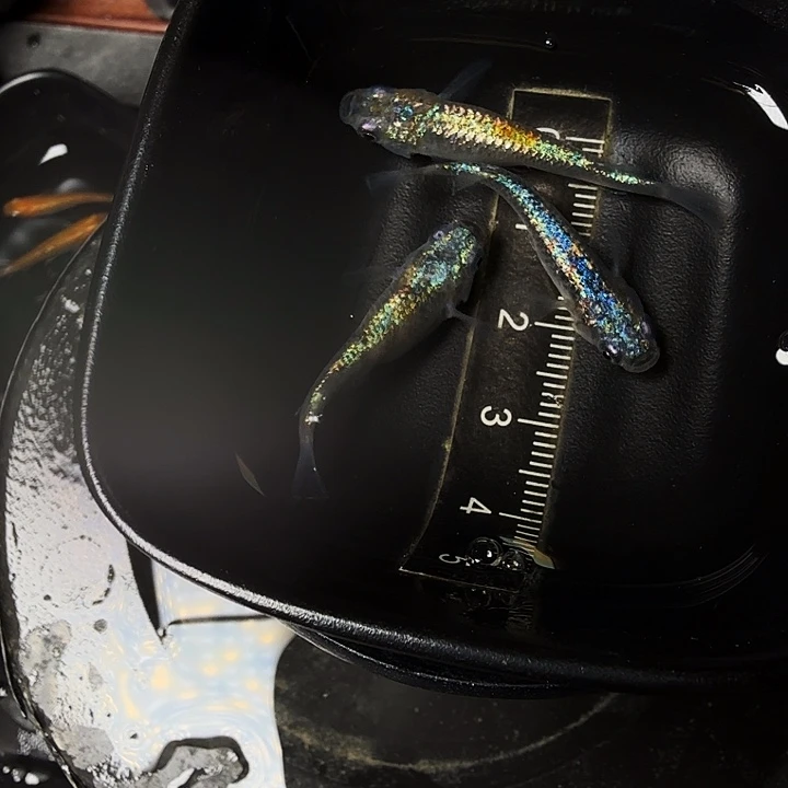 青鳉鱼51号拍品海王星种鱼