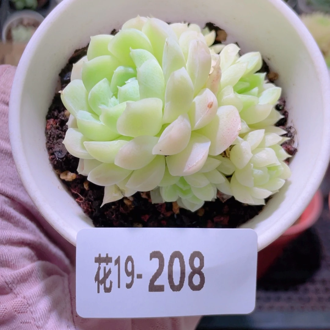 花利美19-208女王玫瑰