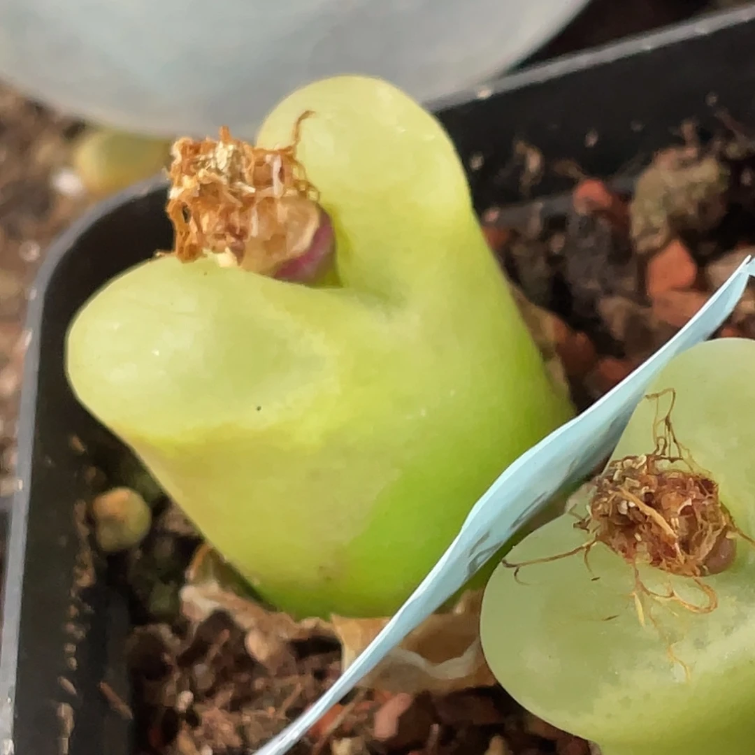 平*24-62肉锥多肉植物