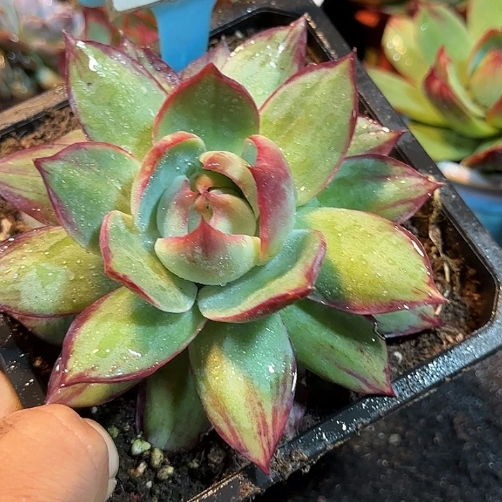 惊鸿一物一拍包装收缩花旱920