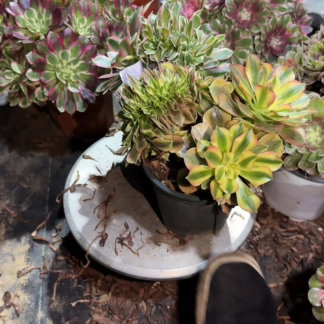 多肉植物组合2颗536