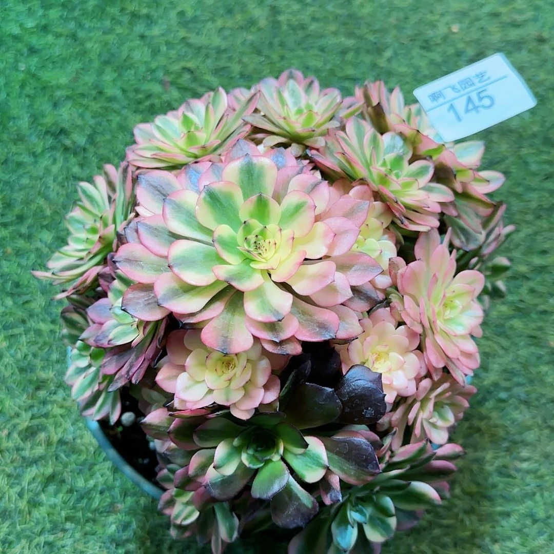 正***成145多肉 油画少女法师寄养