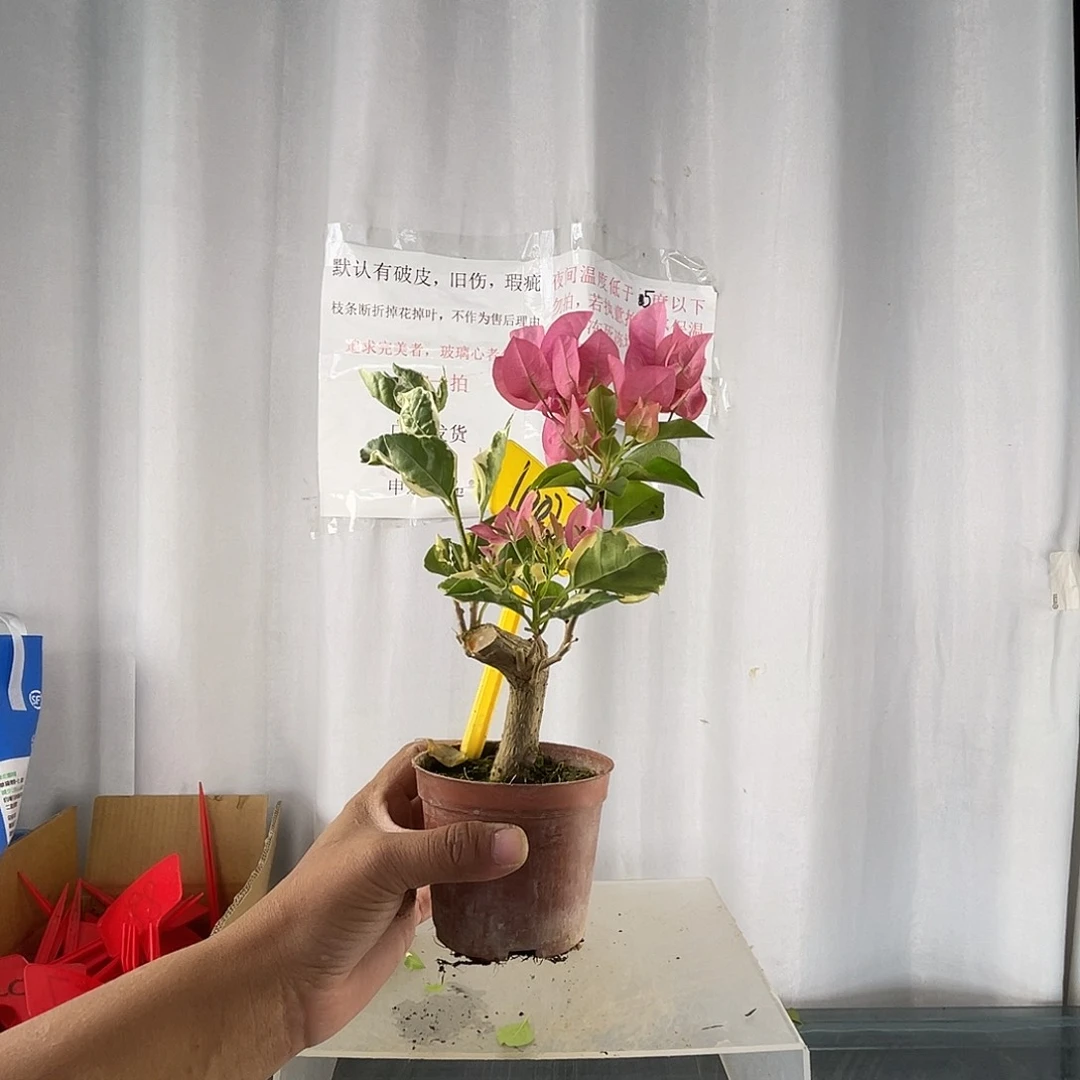 当前无花栽培后可以开花1002迷你款蜡染粉有返祖