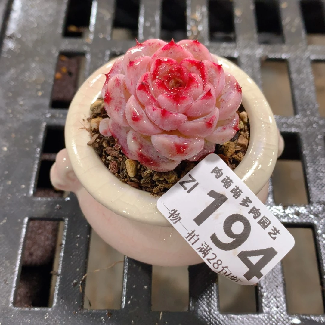 肉萌萌拇指盆精控多肉ZI194