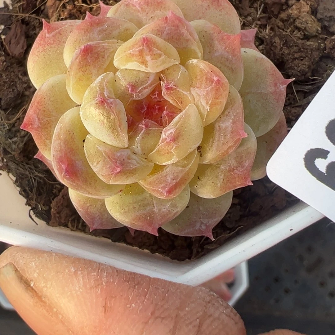 小卡拉米糖心一物一拍19-39