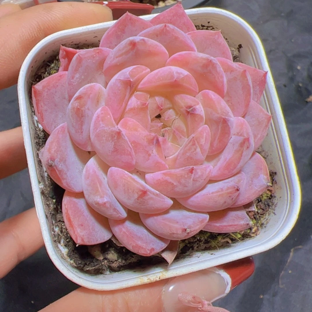 ᥫ****多肉植物，多肉植物