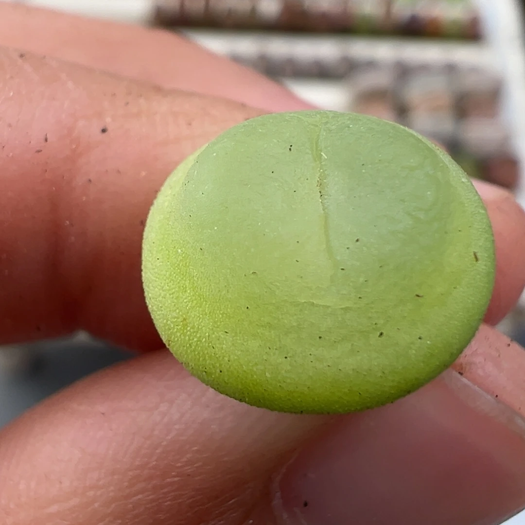 1.3好看的多肉脱土发货262