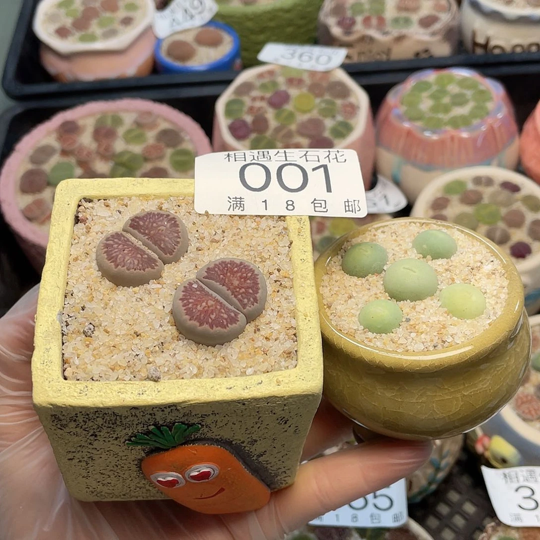 奕*相遇开播福利001