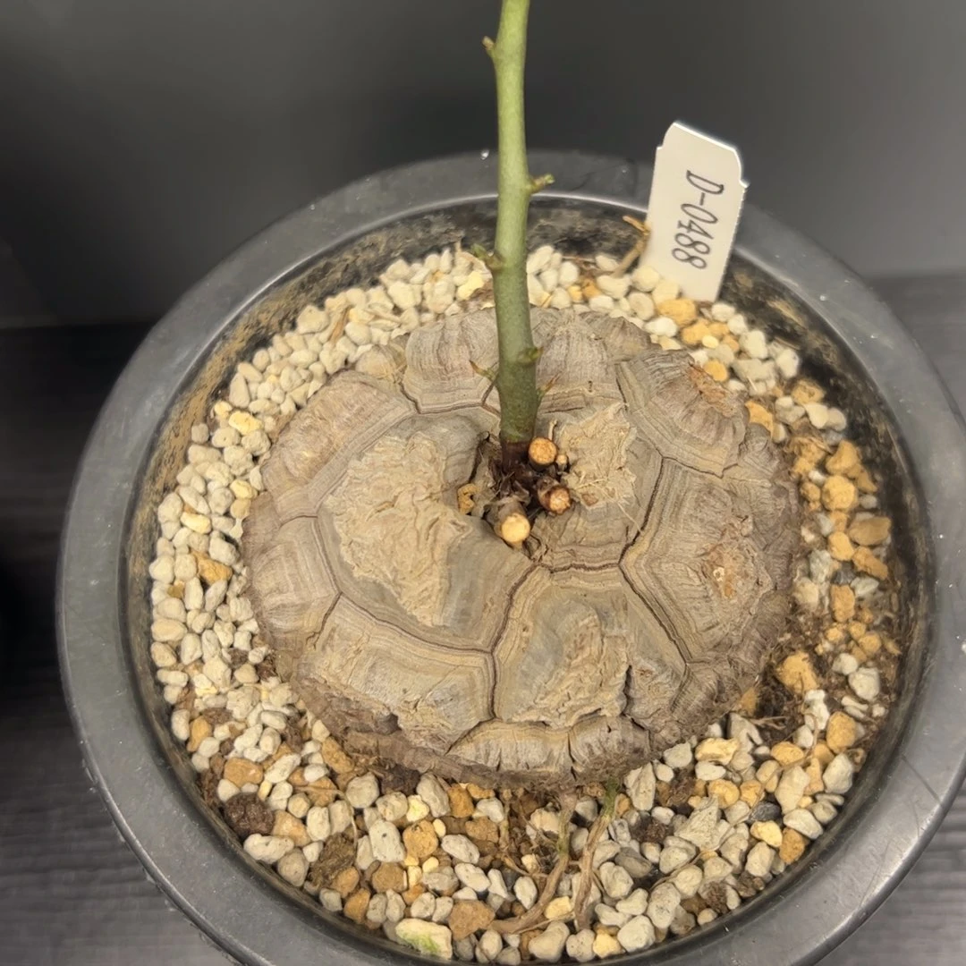 精品盆栽养定龟甲龙0488号