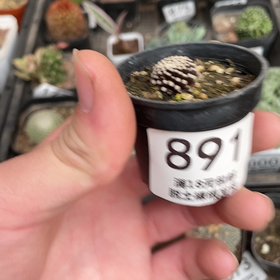 891松针牡丹（满18包邮）