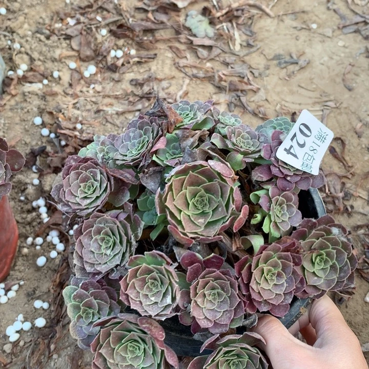 024荷兰玫瑰手捧1号棚